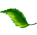 leaf